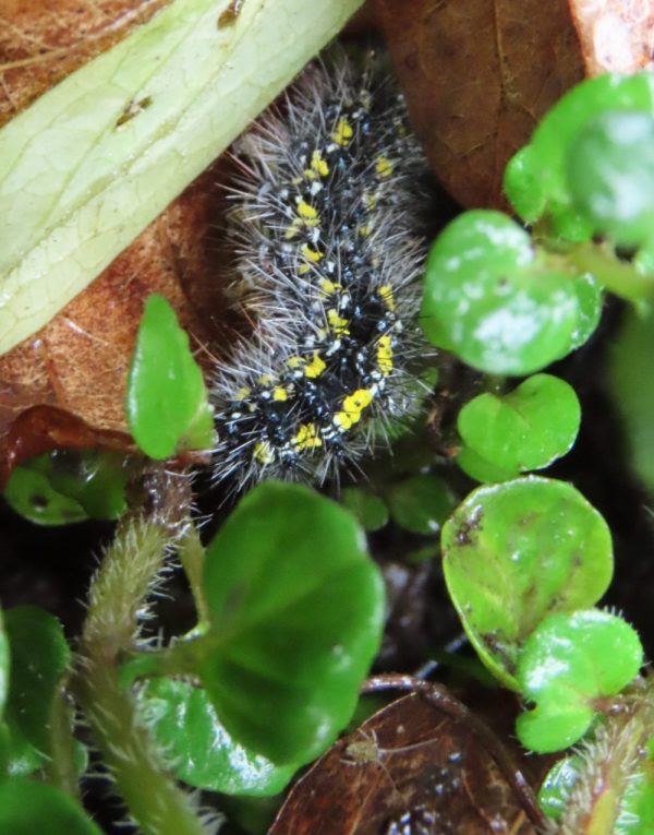 Scarlet tiger moth caterpillar