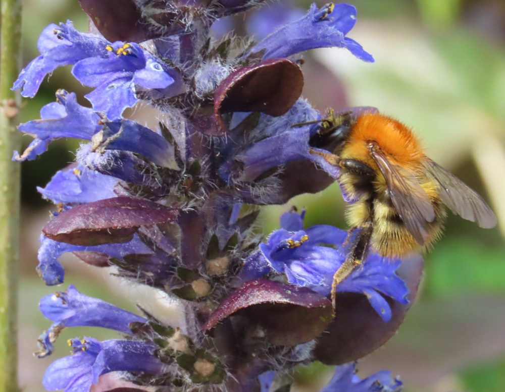 common carder bee on bugle