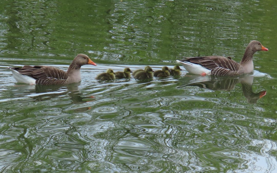 Wildlife Report