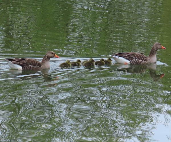 greylag goslings
