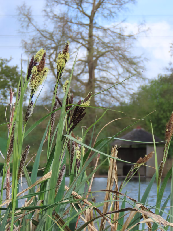 reeds
