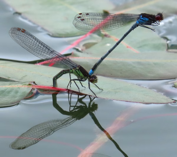 red eyed damsel pair 2