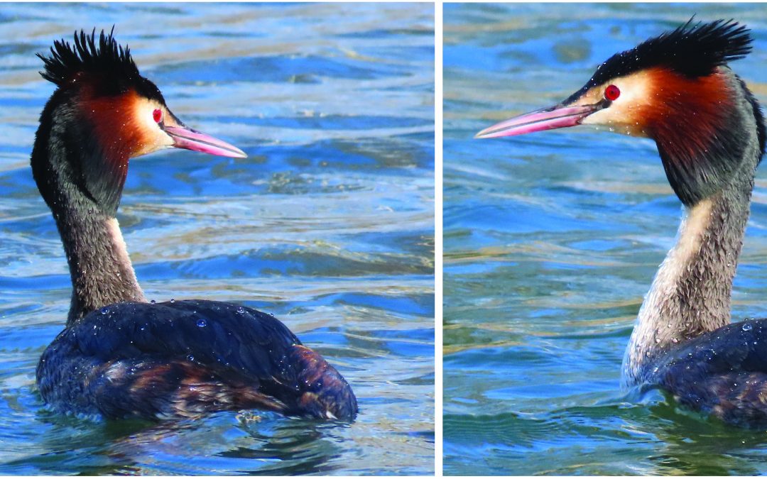 February Wildlife Report