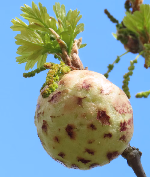 oak apple gall 2