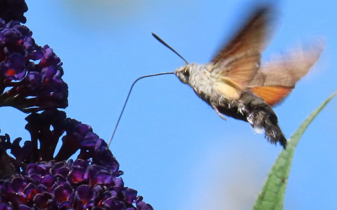June Wildlife Report