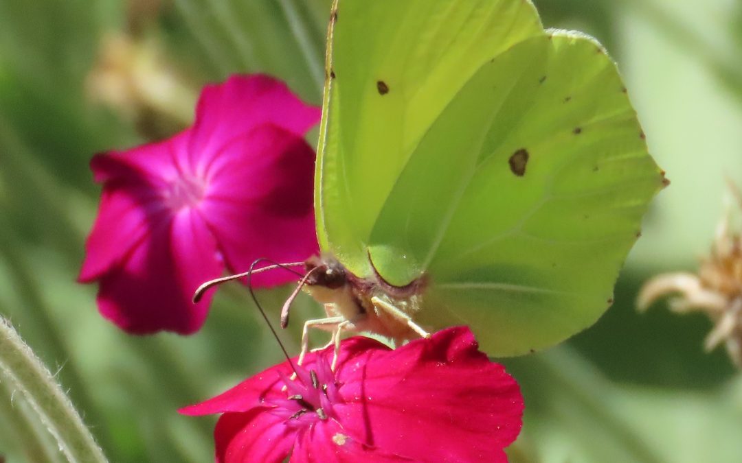 July Wildlife Report