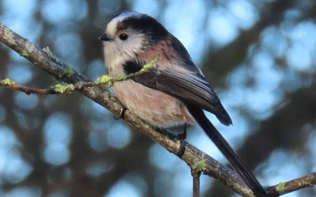 December Wildlife Report