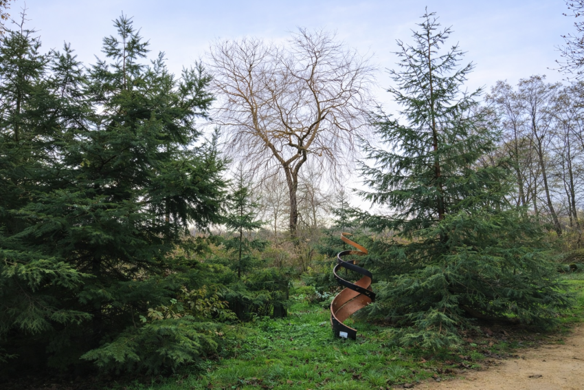 Conifer-Main2