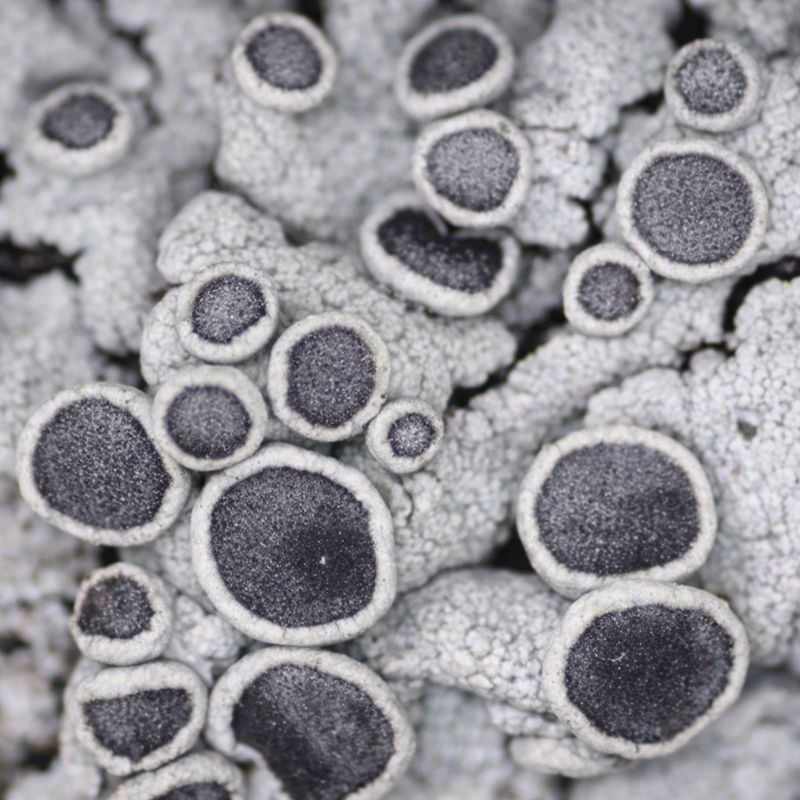 Lichens-Main-1