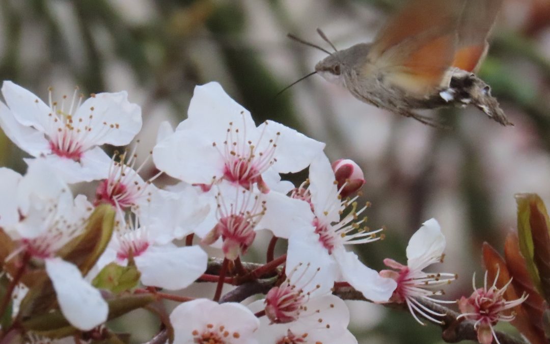 Early Spring Wildlife Report