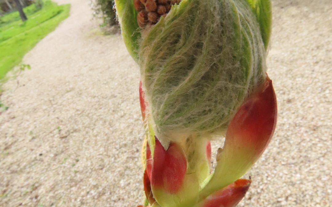 Easter Wildlife Report