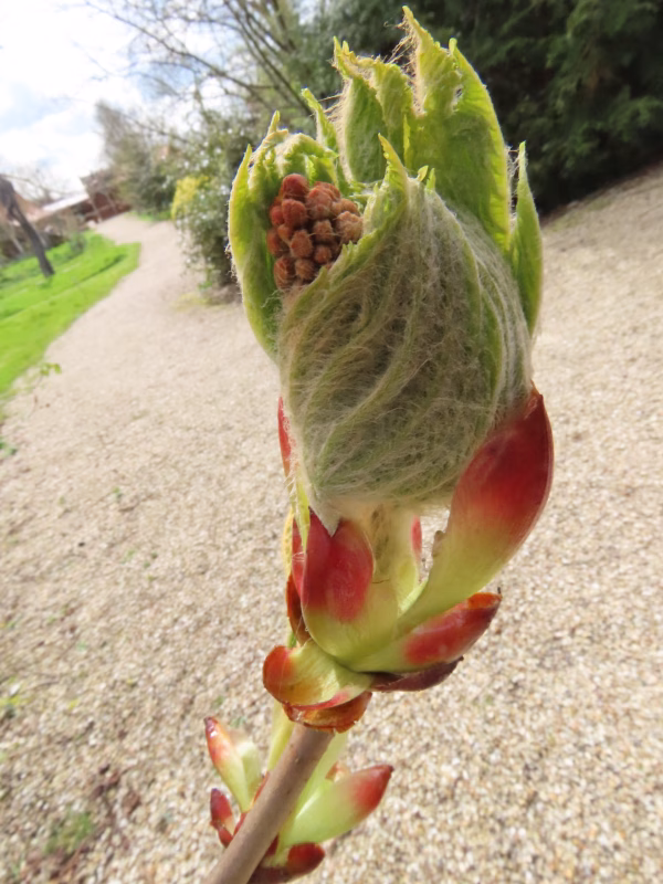 horse chestnut bud exploding