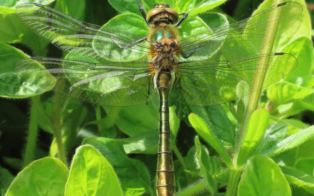 The Dragonflies are on the wing!