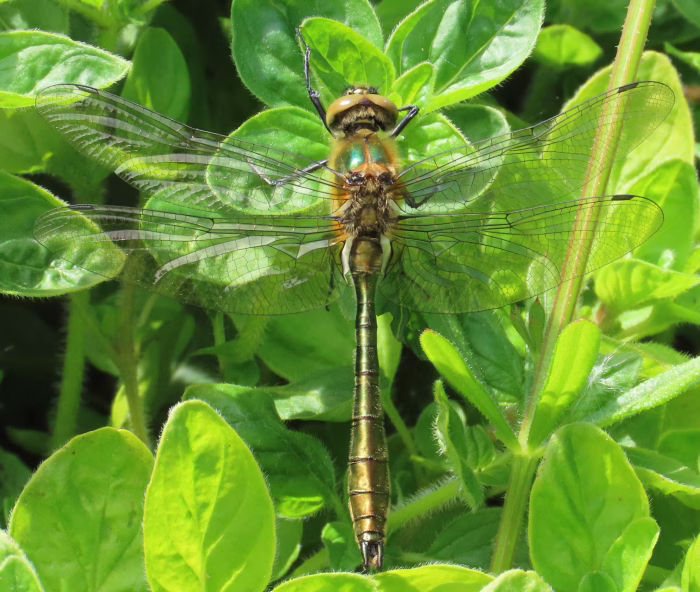 Downy Emerald teneral
